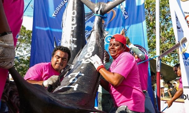 Torneo Internacional de Marlín Huatulco 2025: Derrama económica de 78 MDP en la costa oaxaqueña
