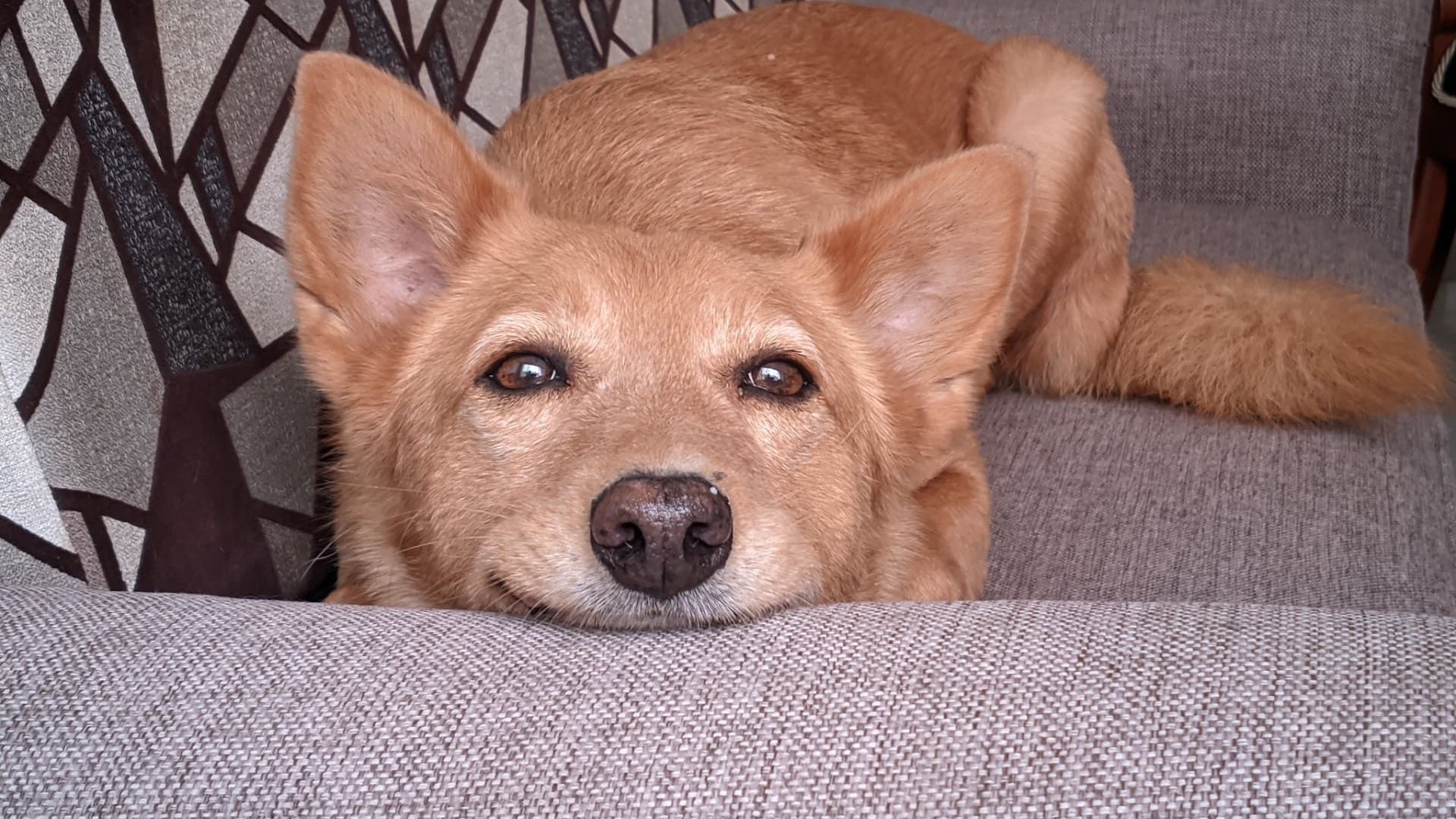 ¿Tu perro realmente reconoce cuando le hablas? Lo explica la ciencia