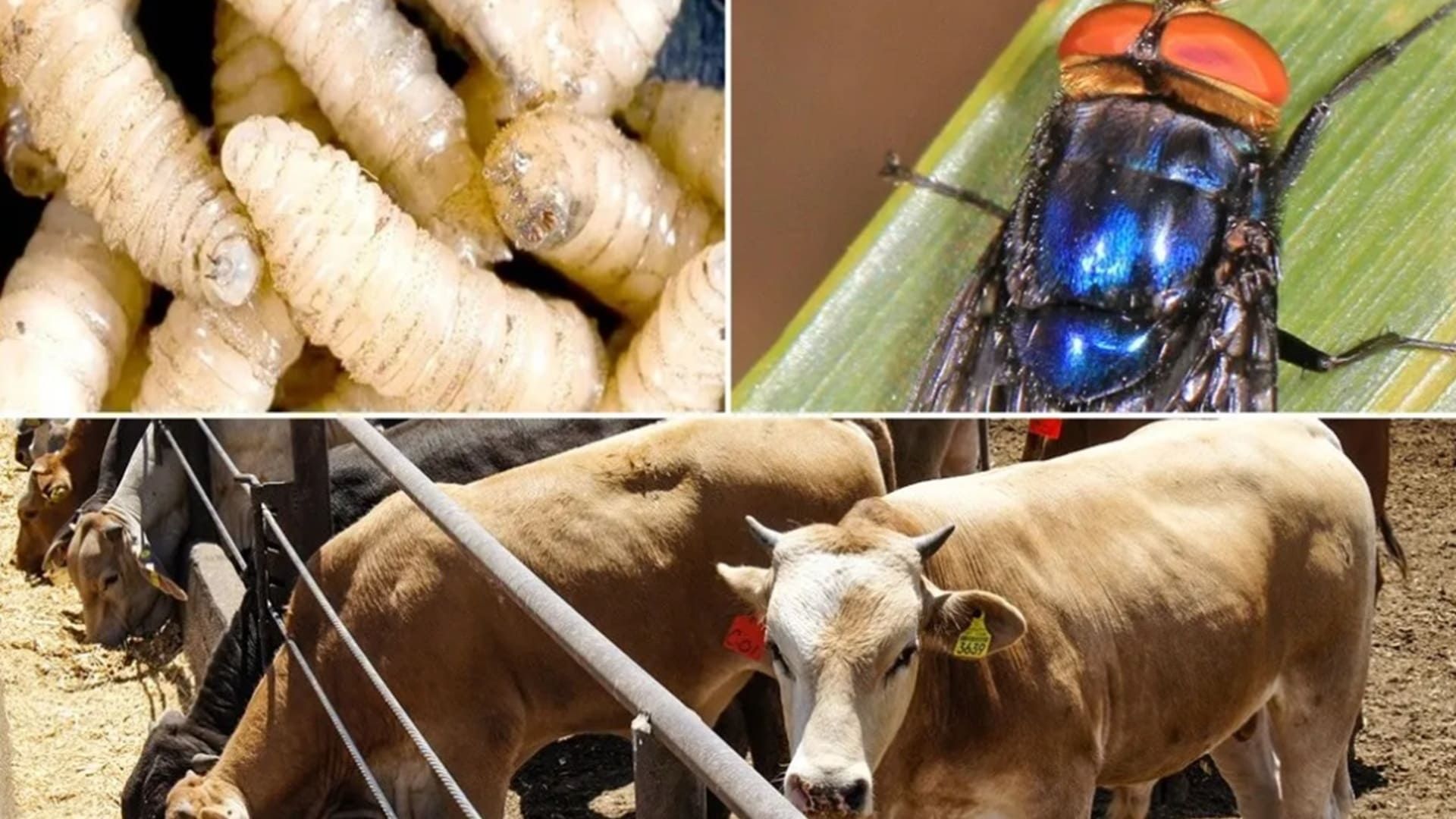 Gusano barrenador en Matías Romero Avendaño, Oaxaca: Autoridades sanitarias activan protocolos