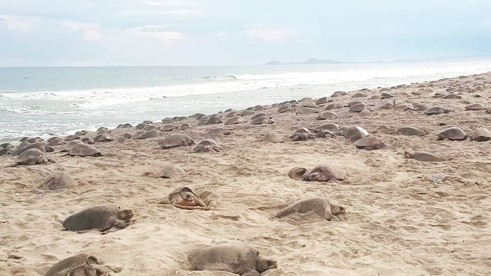 Playa Morro Ayuta: el santuario oaxaqueño que alberga más de 200 mil tortugas marinas golfina