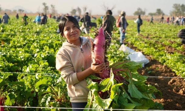 Noche de Rábanos en Oaxaca: realizan tradicional cosecha previa a la celebración decembrina