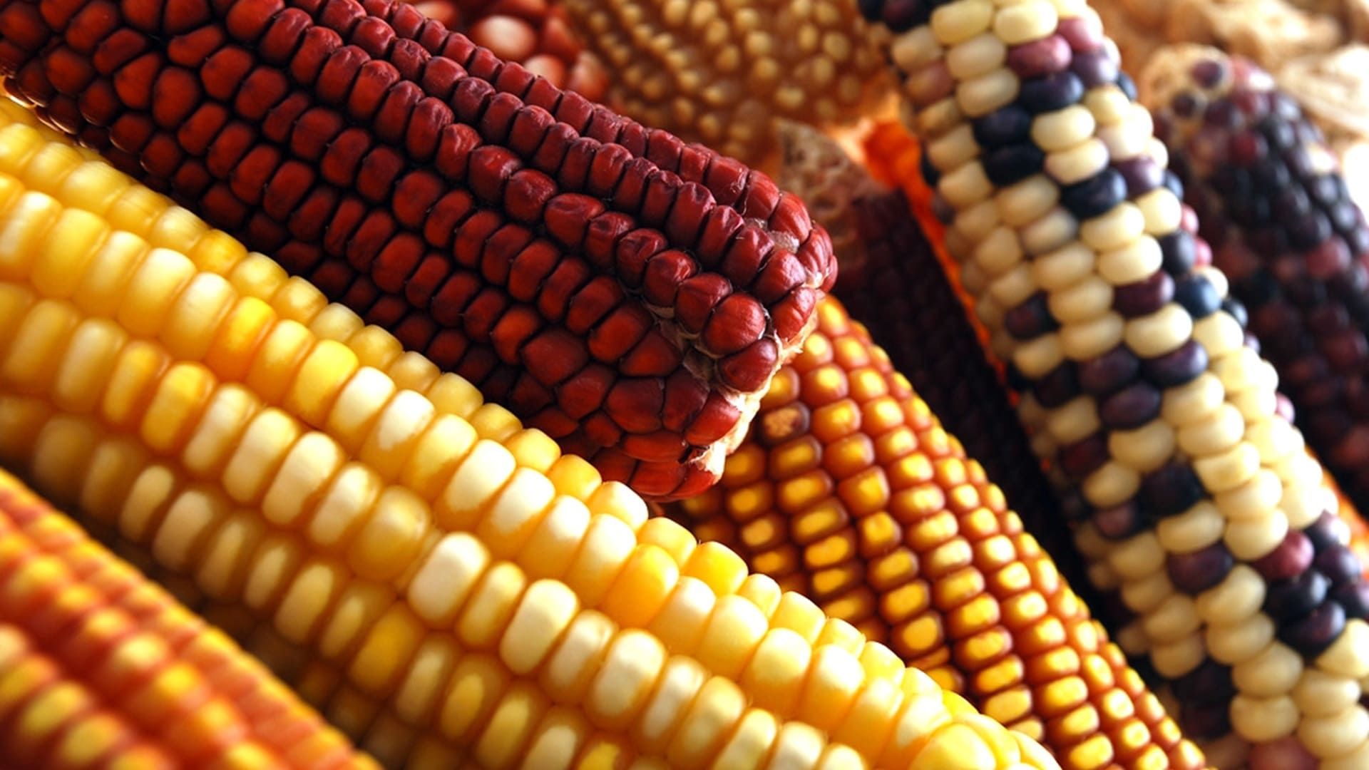 Bienestar impulsará programa para fortalecer el maíz criollo con apoyo de investigadores