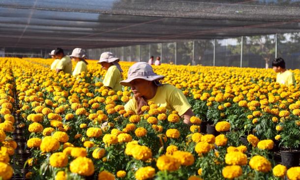 Oaxaca se prepara para el Día de Muertos, la celebración más viva de México