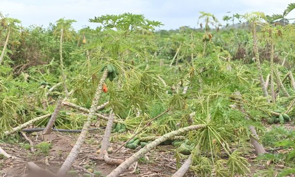 Más de mil hectáreas de papaya, plátano y coco, arrasadas por Erick en la Costa oaxaqueña