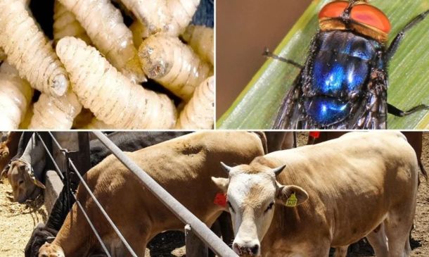 Gusano barrenador en Matías Romero Avendaño, Oaxaca: Autoridades sanitarias activan protocolos
