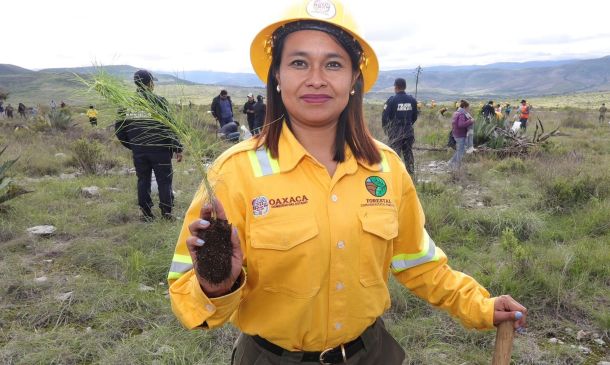 Siembra Coesfo más 200 mil plantas en nación Chocho-Mixteca