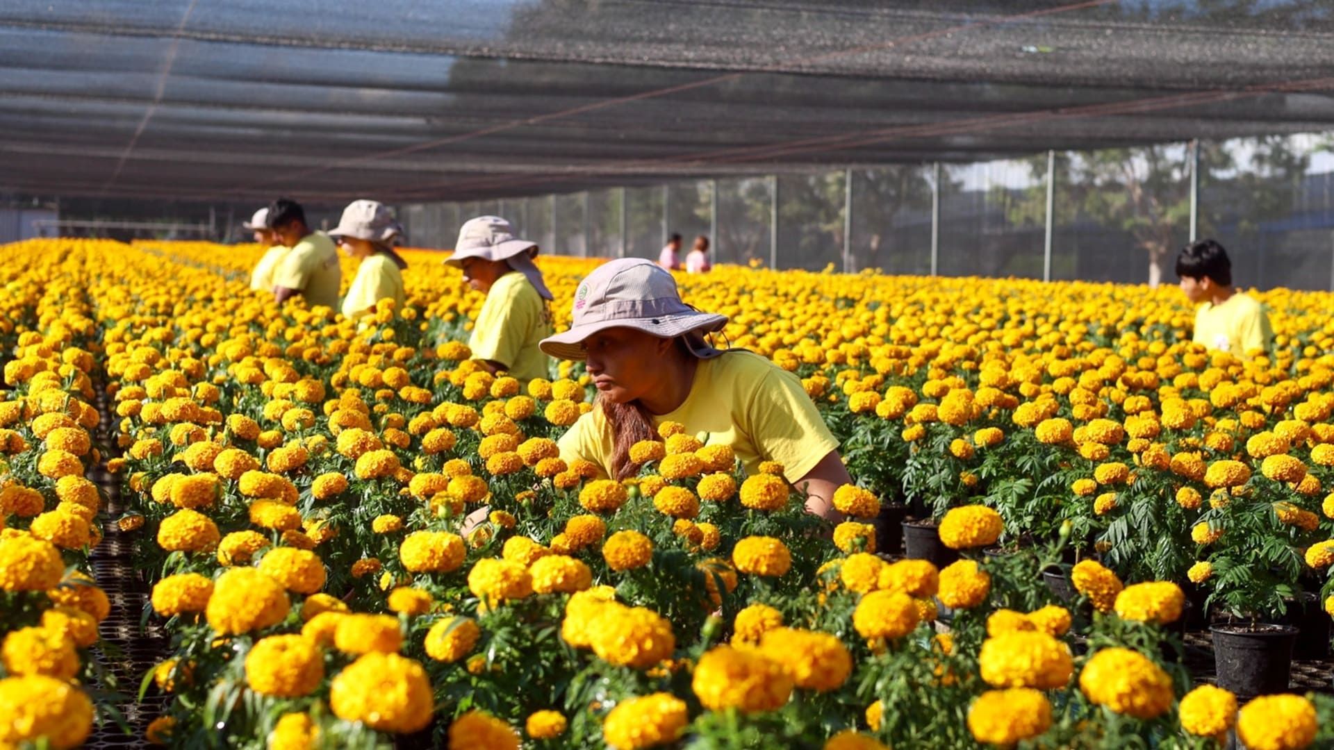 Oaxaca se prepara para el Día de Muertos, la celebración más viva de México