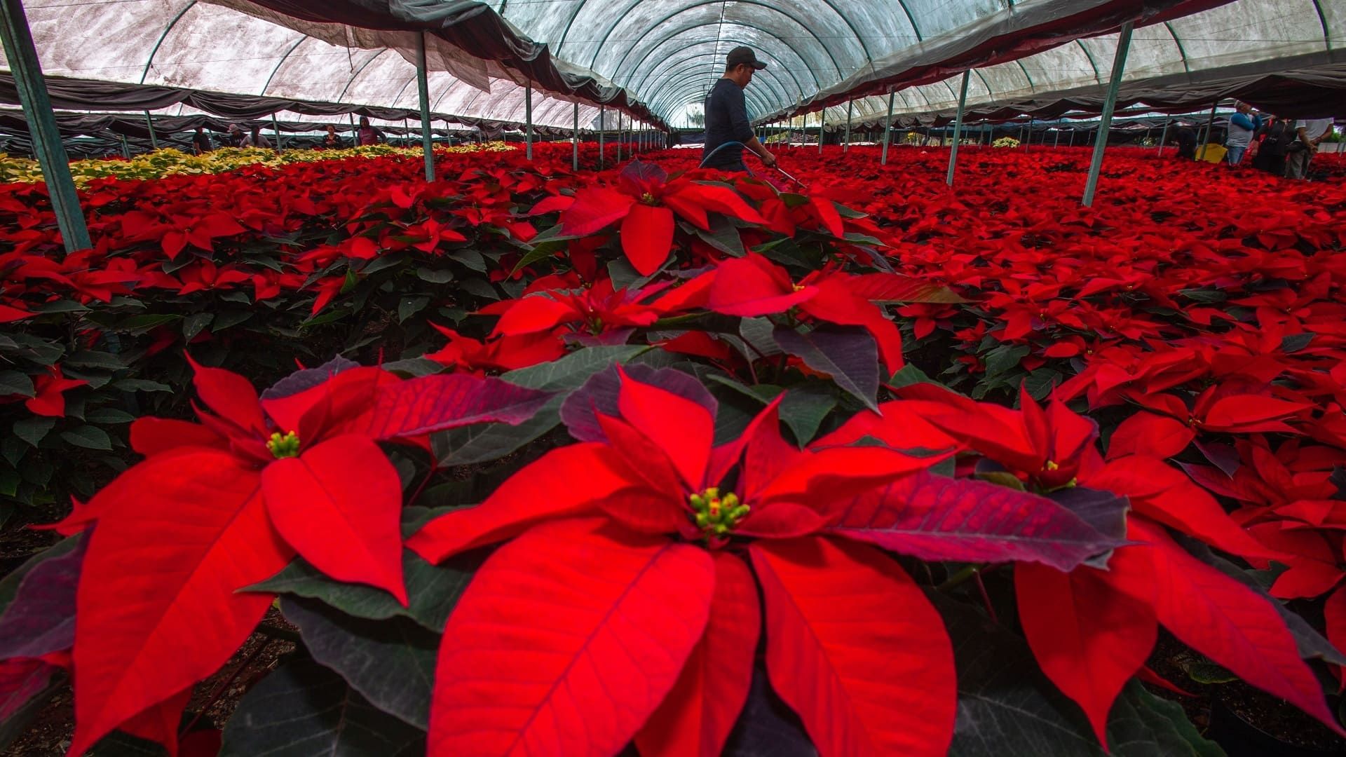 Nochebuena: el tesoro natural que florece en los campos mexicanos